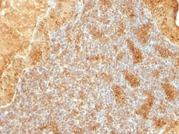 Cytochrome C Antibody
