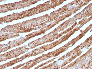 Cytochrome C Antibody