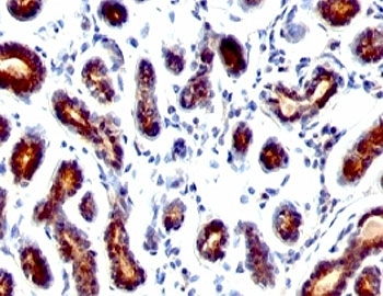 Estrogen Inducible Protein pS2 / TFF1 Antibody