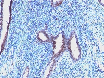 Cyclin B1 Antibody / CCNB1