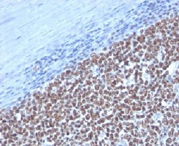 Cyclin B1 Antibody / CCNB1