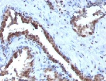 Cyclin B1 Antibody / CCNB1