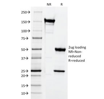 CD3 epsilon Antibody