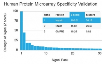 Napsin A Antibody