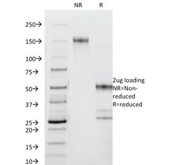 CD44 Antibody / HCAM