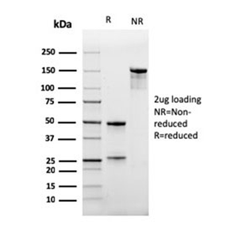 CD47 Antibody / IAP / Integrin Associated Protein
