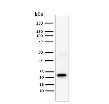 CD3 epsilon Antibody