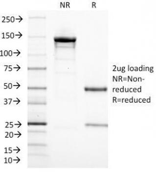 CD3 epsilon Antibody