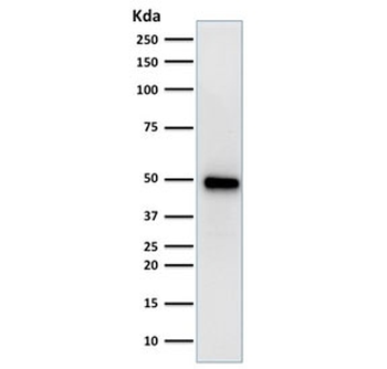 FOXA1 Antibody