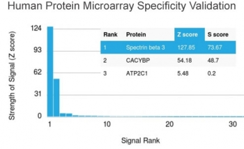 SPTBN2 Antibody / Spectrin beta III
