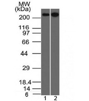 SPTBN2 Antibody / Spectrin beta III