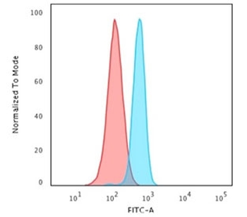 SPTBN2 Antibody / Spectrin beta III