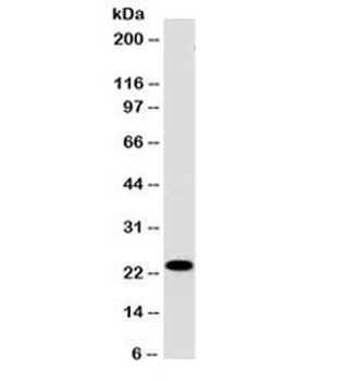 CD3 epsilon Antibody