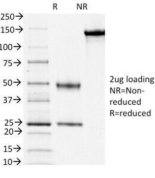 CD3 epsilon Antibody