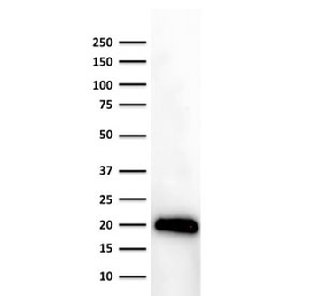 CD3 epsilon Antibody