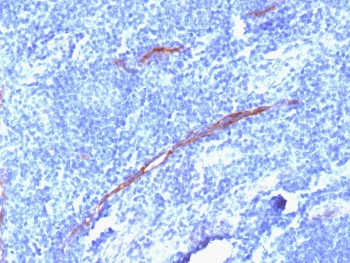 CD34 Antibody