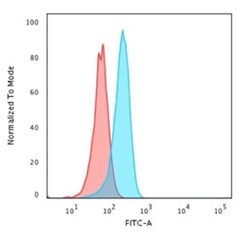 p53 Antibody / TP53