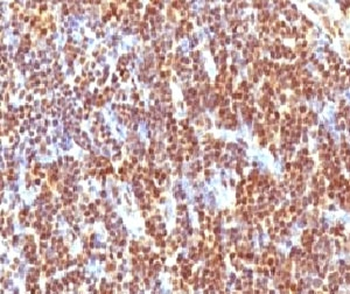 SUMO2 Antibody