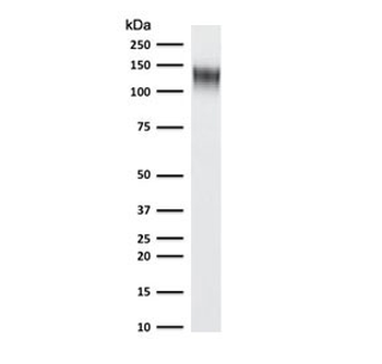 CD31 Antibody / PECAM-1