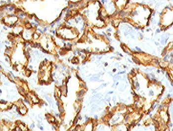 CD31 Antibody / PECAM-1