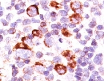 Bcl-X Antibody