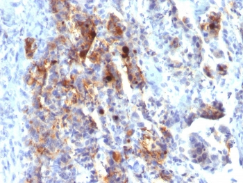 MUC5AC Antibody