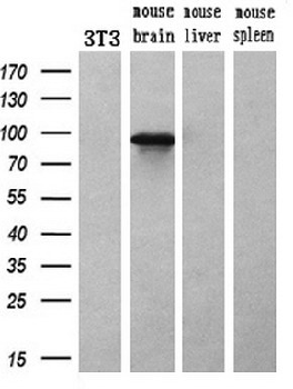 ACSBG1 Antibody