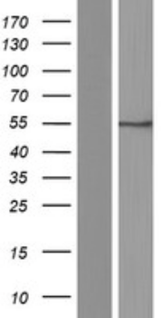 SLC7A5 Human Over-expression Lysate