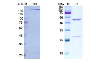 Bimekizumab (IL17A) - Research Grade Biosimilar