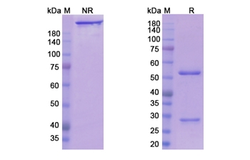 Crotedumab (GCGR) - Research Grade Biosimilar