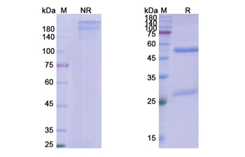 Dostarlimab (PDCD1/PD1/CD279) - Research Grade Biosimilar
