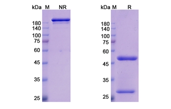 Emibetuzumab (MET/RCCP2) - Research Grade Biosimilar