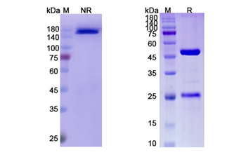 Enokizumab (IL9) - Research Grade Biosimilar