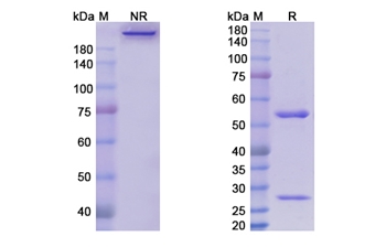 Enoticumab (DLL4 ) - Research Grade Biosimilar
