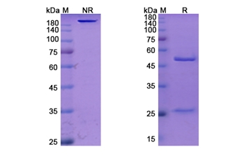 Epitumomab (MUC1/CD227) - Research Grade Biosimilar