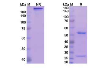 Exbivirumab (HBV/HBsAg) - Research Grade Biosimilar
