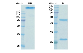 Galiximab (CD80 (B7-1,CD28LG2)) - Research Grade Biosimilar