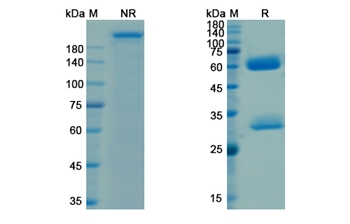Ganitumab (IGF1R/CD221) - Research Grade Biosimilar
