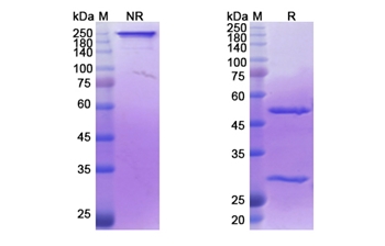 Iladatuzumab (CD79B) - Research Grade Biosimilar