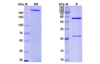 Imaprelimab (MCAM) - Research Grade Biosimilar