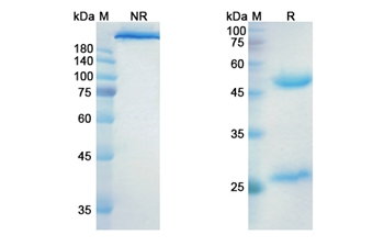 Indusatumab (GUCY2C) - Research Grade Biosimilar