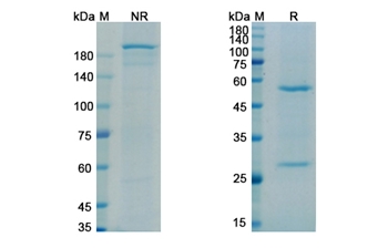 Iodine (131I) Apamistamab (PTPRC/CD45) - Research Grade Biosimilar