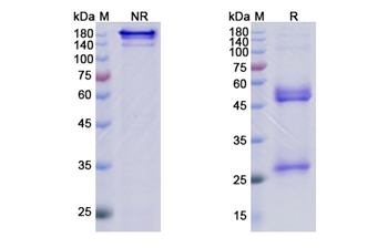 Lenzilumab (CSF2) - Research Grade Biosimilar