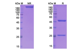 Lifastuzumab Vedotin (SLC34A2) - Research Grade Biosimilar