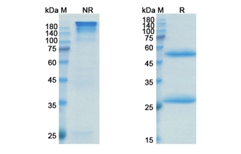 Lupartumab (LYPD3) - Research Grade Biosimilar