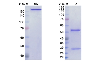Monalizumab (KLRC1/NKG2A/CD159a/CD94) - Research Grade Biosimilar