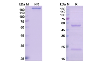 Narnatumab (MST1R/CD136) - Research Grade Biosimilar