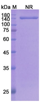 Olendalizumab (C5) - Research Grade Biosimilar