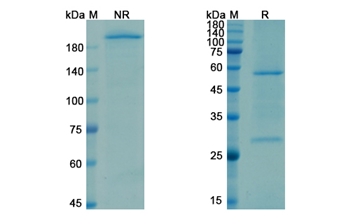 Opicinumab (LINGO1/LRRN6A/LERN1) - Research Grade Biosimilar