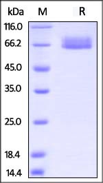 IL-4 R alpha Recombinant Protein